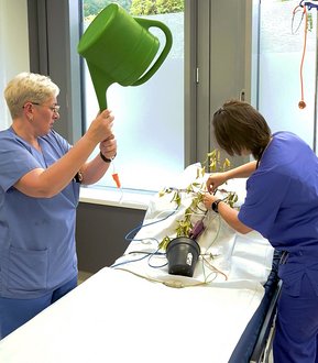 Pflegekräfte geben dem Baum eine Infusion mit einer Gießkanne