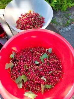rote Johannesbeeren in zwei Schüsseln