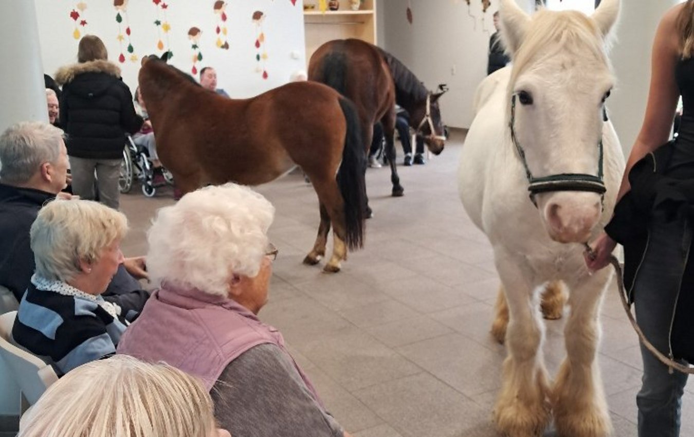 Pferde im Mehrzweckraum des Seniorenzentrums Schelklingen