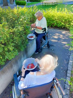 zwei Seniorinnen pflücken Johannisbeeren